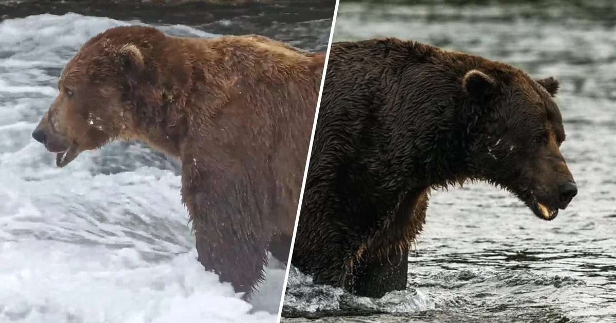 Fat Bear Week 2026 Kicks Off in Alaska With Expanded 16-Bear Bracket
