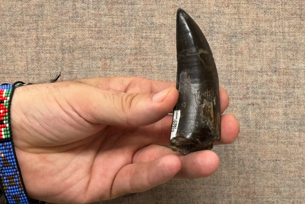 T. rex Had a Body Temperature Similar to Humans, Study of Fossilized Teeth Reveals
