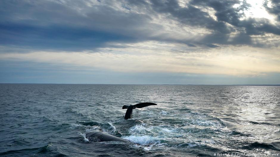 US Trump Administration Weakens Endangered Species Act in Major Policy Shift