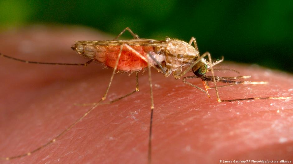 Rare Outbreak of Airport Malaria at Frankfurt Airport Claims Three Lives