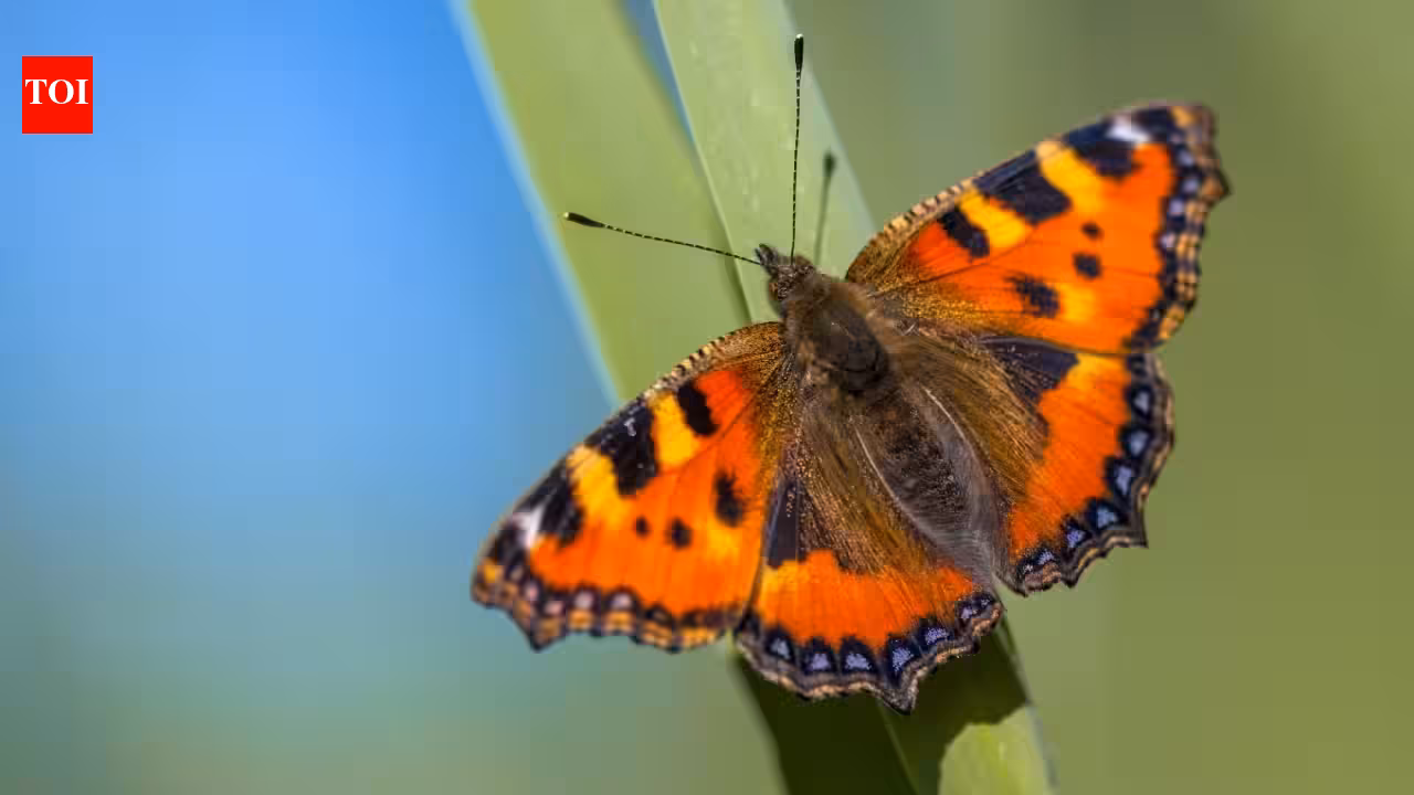 Britain Sees Second-Best Butterfly Season in 16 Years Amid Warnings of Future Population Decline