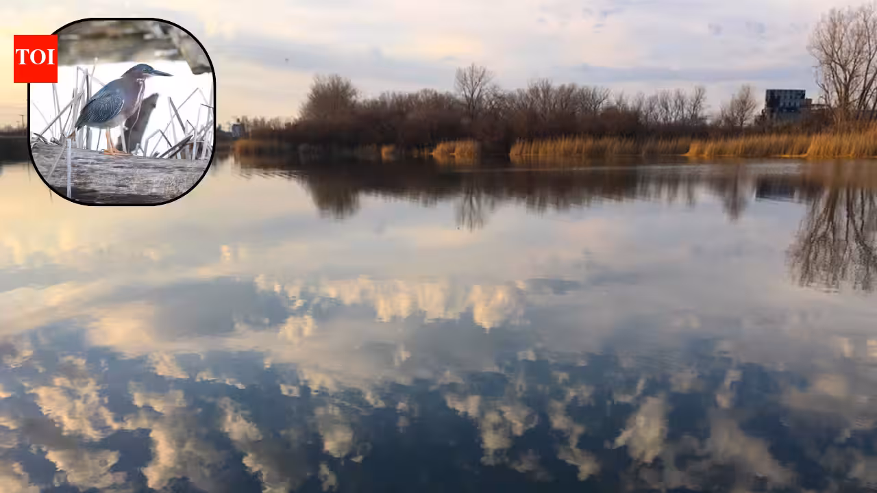 Buffalo Marks 50 Years of Tifft Nature Preserve, Once an Industrial Waste Site