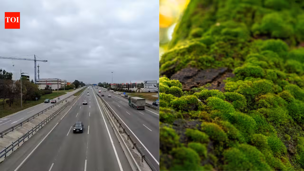 Scientists Hang Moss Bags Along Russian Highways to Track Traffic Pollution