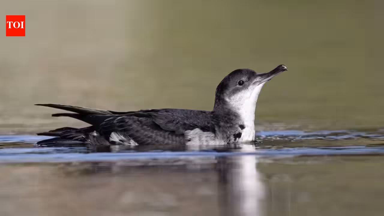 Twelve Years After Rat Eradication, Manx Shearwater Breeding Sites Reach Record High in Isles of Scilly