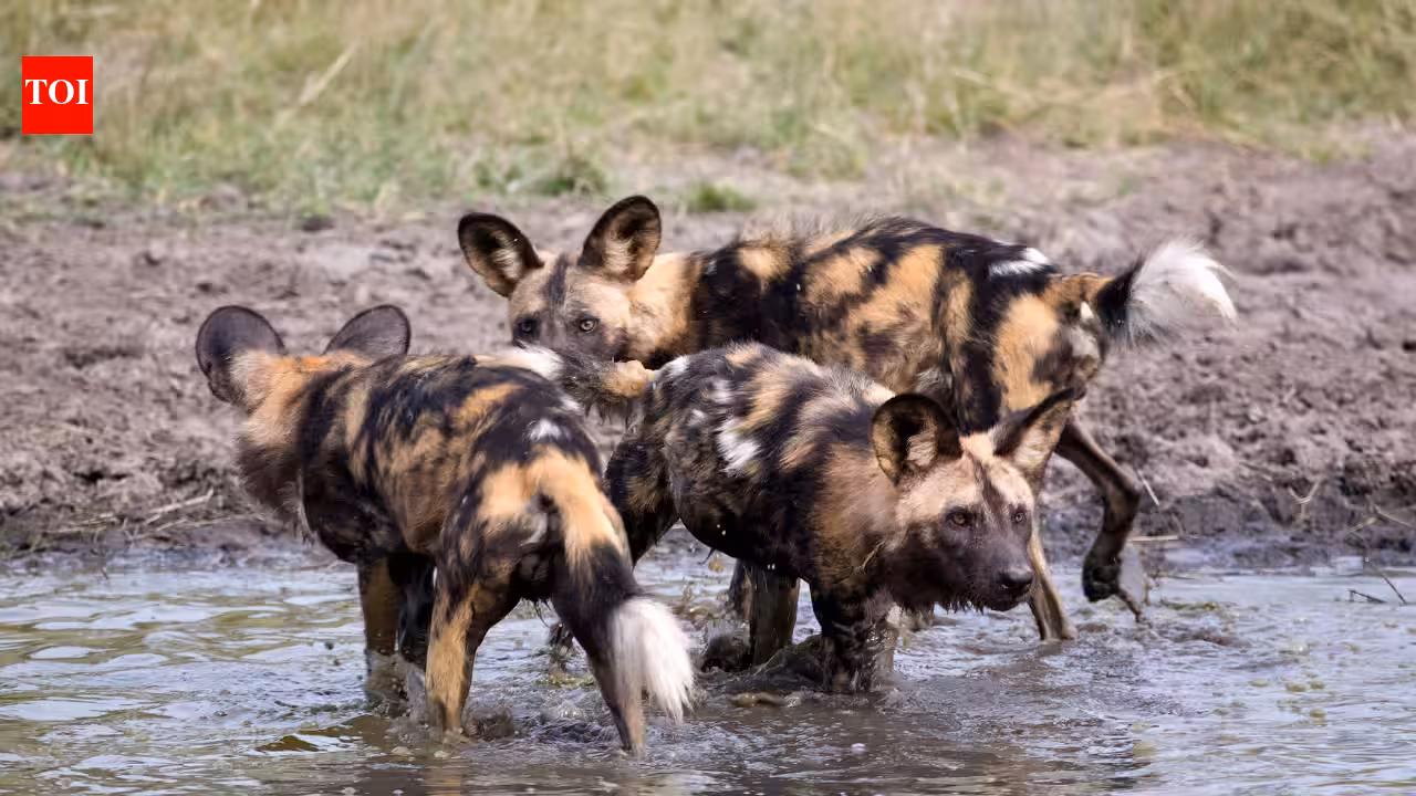 Three Zambian African Wild Dog Brothers Complete Record-Breaking 4,126-Kilometre Dispersal
