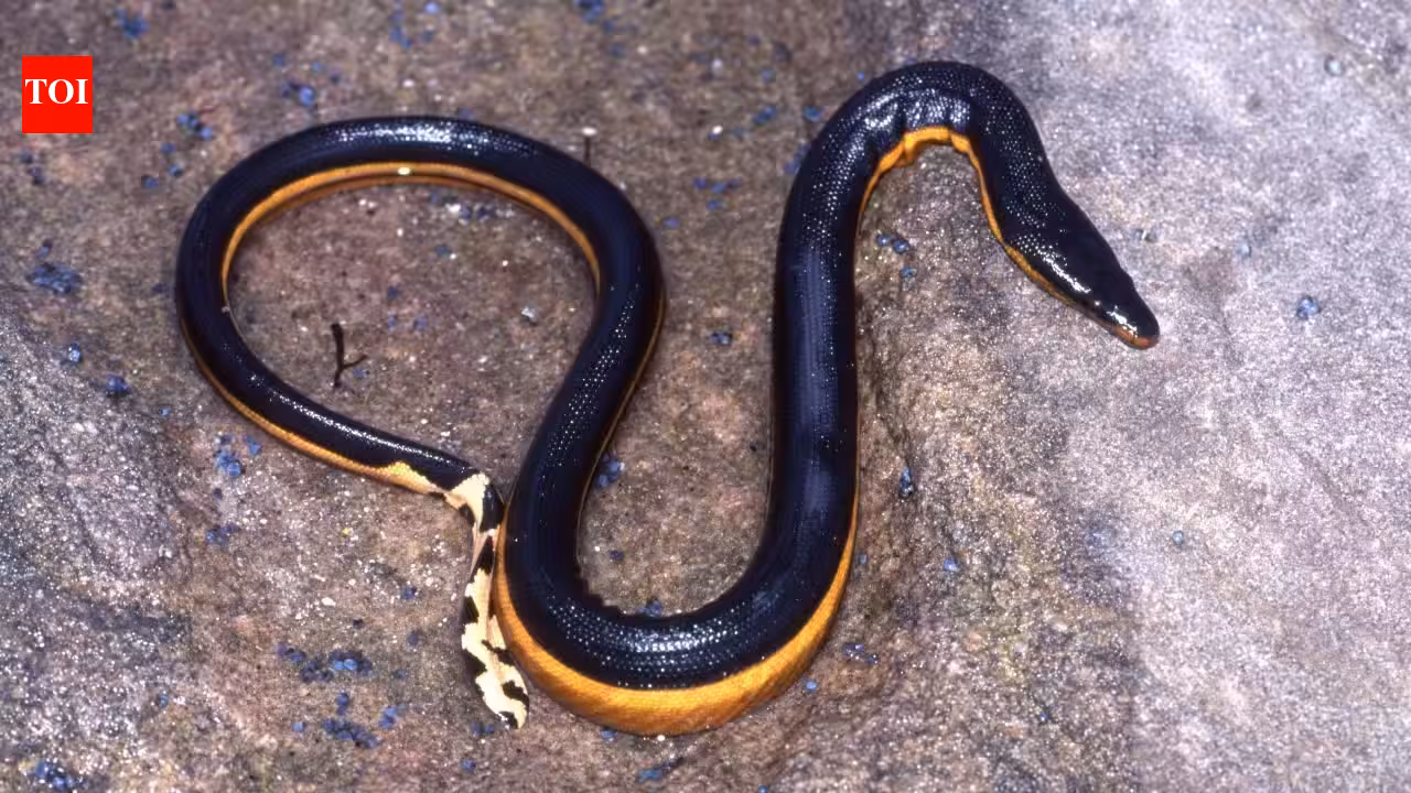 Venomous Yellow-Bellied Sea Snake Washed Ashore on California Beach for First Time in Eight Years