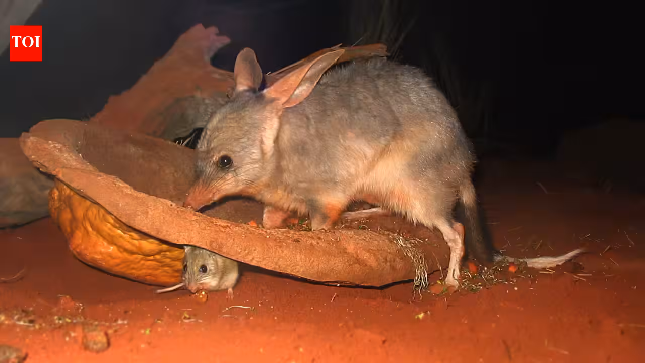 How Captive-Bred Bilbies Colonized Thistle Island and Boosted Australia's Conservation Recovery Efforts