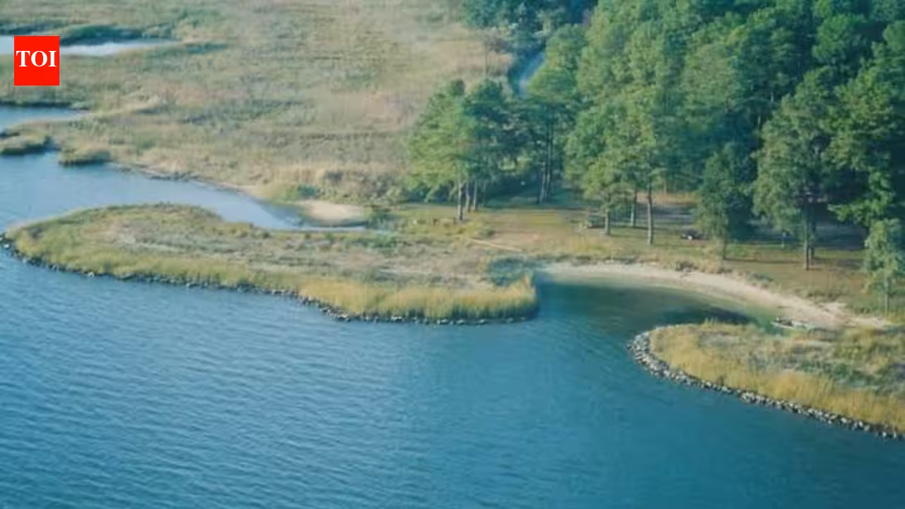 Recycled Memorial Stadium Rubble Powers Maryland Living Shoreline and Wetland Restoration
