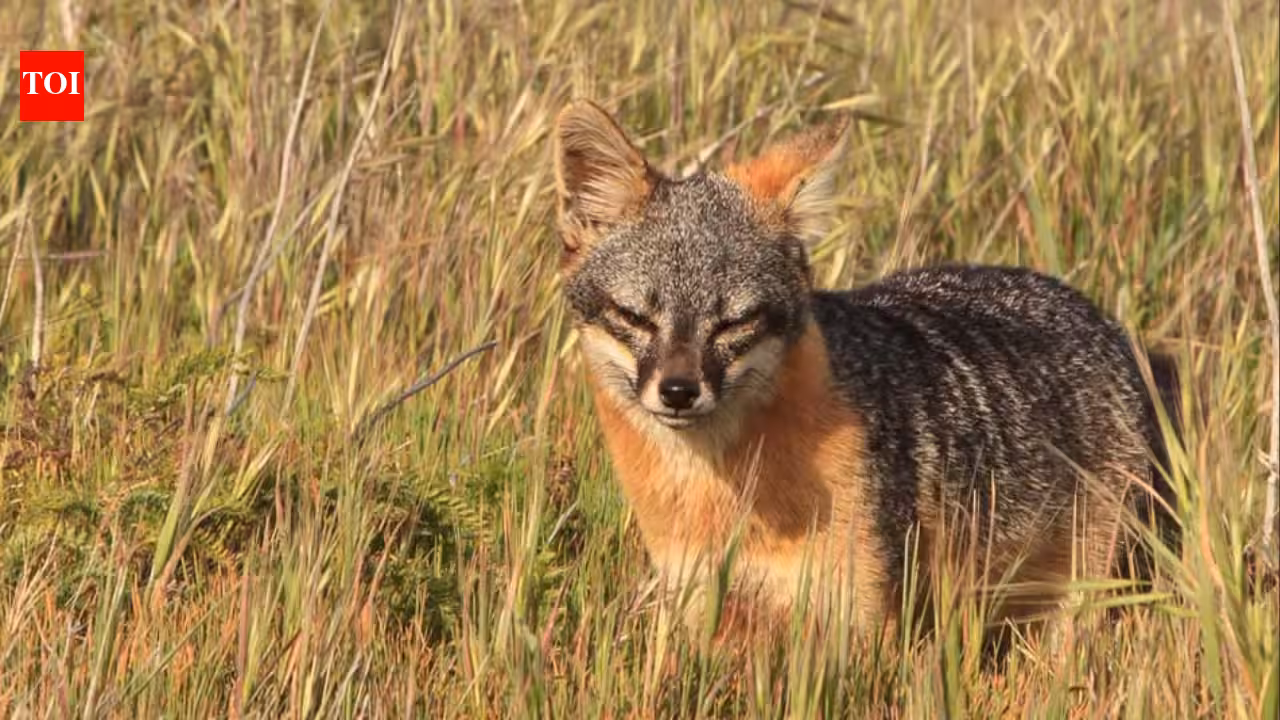 How Captive Breeding and Ecosystem Restoration Saved California's Island Fox from Extinction